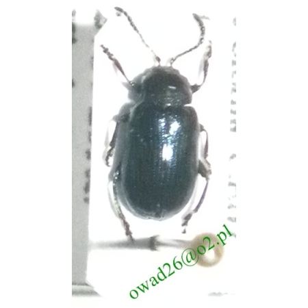 Phratora vitellinae (Linnaeus, 1758) Jątrewka wiklinówka